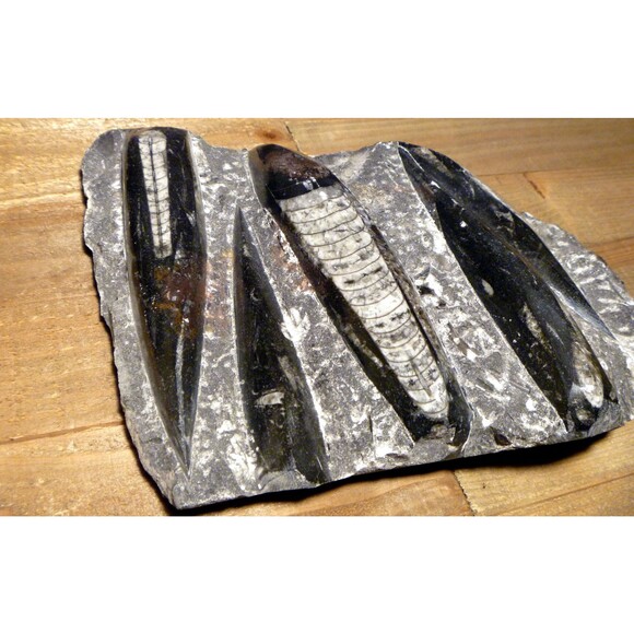 Orthoceras fossils large tablet plate 9" x 7" x 1.5" fossil collector - Picture 2 of 3